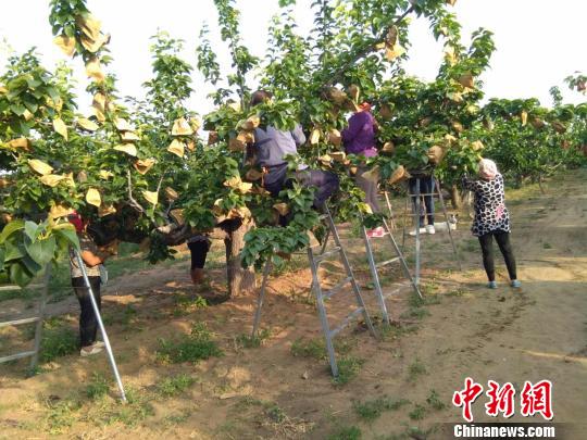 河北威县建十万亩梨产业带助力脱贫