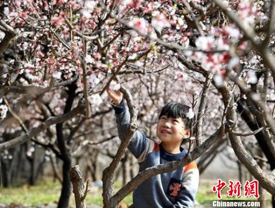 河北巨鹿万亩杏花盛开